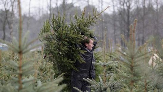 Стаття Столичные елки защитят от вандалов Ранкове місто. Київ