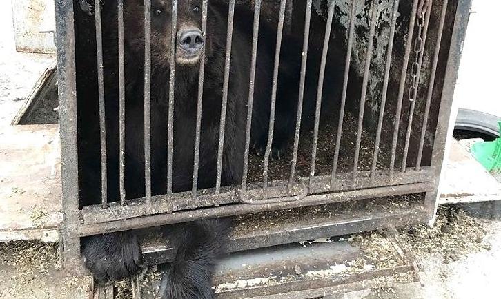 Стаття Замученных животных из частного зоопарка на Донетчине планируют вывезти до конца месяца Ранкове місто. Київ