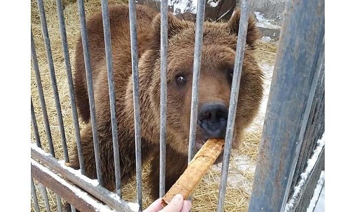 Стаття Замученных животных из зоопарка на Донетчине перевозят в реабилитационный центр Ранкове місто. Київ