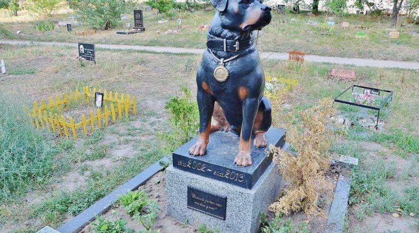 Стаття В Киеве откроется единое муниципальное кладбище домашних животных Ранкове місто. Київ