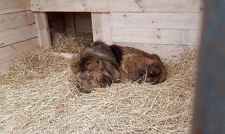 Стаття Из «зоопарка смерти» в Покровске забрали еще одного истощенного льва Ранкове місто. Київ