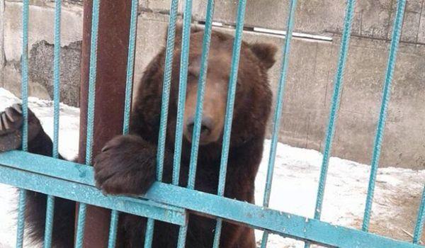 Стаття Из частного зоопарка на Донбассе забрали пять медведей Ранкове місто. Київ