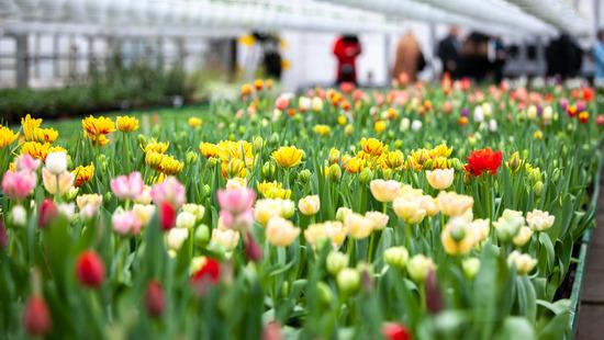Статья На столичных улицах расцветут 8 миллионов цветов Утренний город. Киев