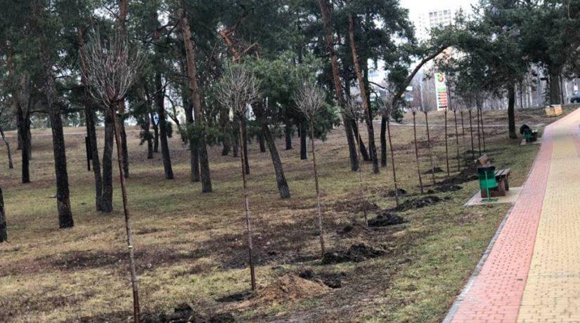 Стаття В парке Днепровского района высадили аллею сакур Ранкове місто. Київ