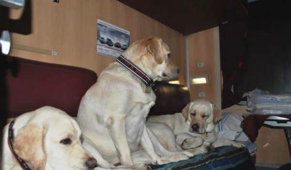 Стаття «Укрзализныця» разъяснила правила перевозки собак в поездах Ранкове місто. Київ