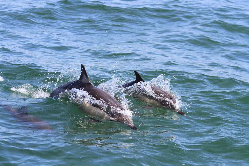 Стаття В Черном море считают дельфинов: от Одесской затоки до дельты Дуная — 52 группы Ранкове місто. Київ