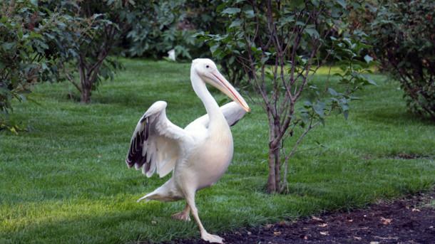 Стаття В Киевском зоопарке пеликанам подарили озеро: фото Ранкове місто. Київ