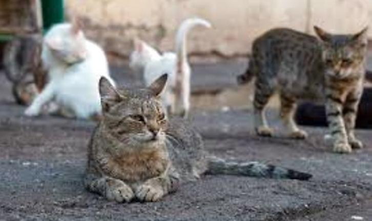 Стаття У Маріуполі вимагають визнати вуличних котів частиною екосиcтеми міста Ранкове місто. Київ