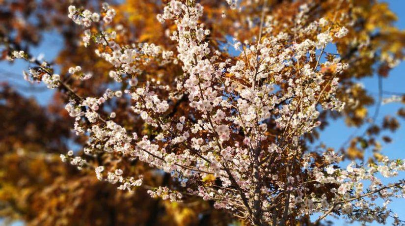 Стаття В Днепровском районе можно полюбоваться пышным цветением сакур Ранкове місто. Київ