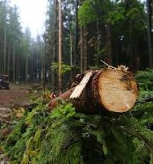 Стаття Запрацював сервіс, в якому можна дізнатися про незаконну вирубку лісів Ранкове місто. Київ