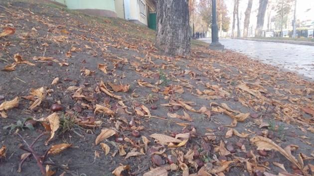 Стаття Каштановая лихорадка: за неделю киевляне сдали на переработку более 30 тонн плодов Ранкове місто. Київ