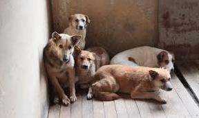 Стаття У Бахмуті створять пункт стерилізації безпритульних тварин Ранкове місто. Київ