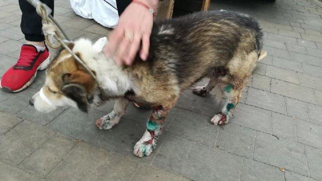 Стаття МВС нагородить спецпризначенця, який врятував собаку від чиновника-шкуродера на Хмельничинні Ранкове місто. Київ