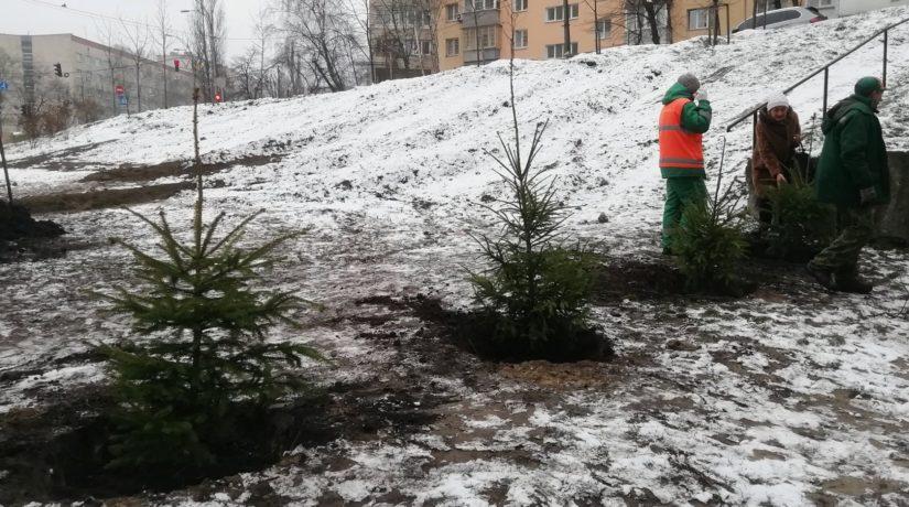 Стаття В сквере Волонтеров киевляне высадили свои новогодние елки Ранкове місто. Київ