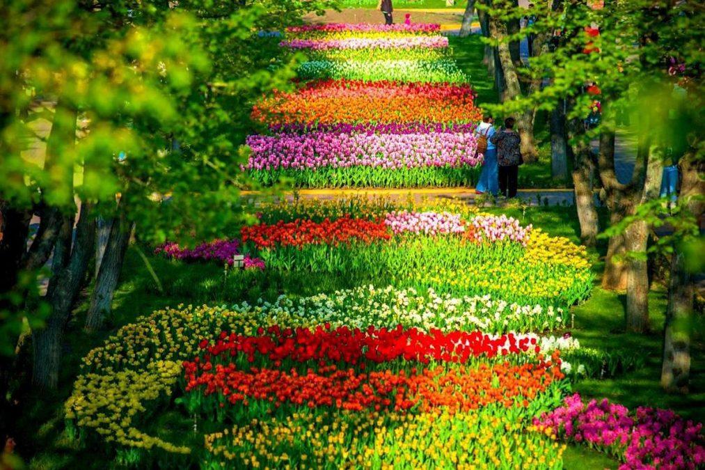 Стаття На Київщині з'явиться дендропарк із алеєю тюльпанів у 8 км Ранкове місто. Київ