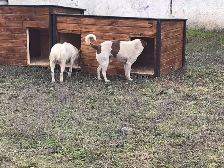 Стаття У Кривому Розі волонтери встановили будки для безпритульних собак Ранкове місто. Київ