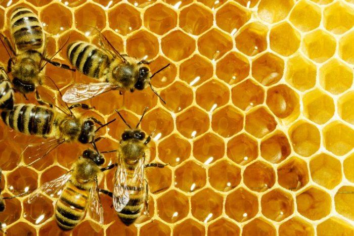 Стаття Українська компанія виконала перші поставки меду в Саудівську Аравію Ранкове місто. Київ