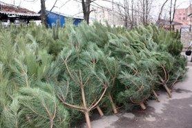 Стаття В Киеве сдали на утилизацию рекордное количество новогодних елок, - КГГА Ранкове місто. Київ
