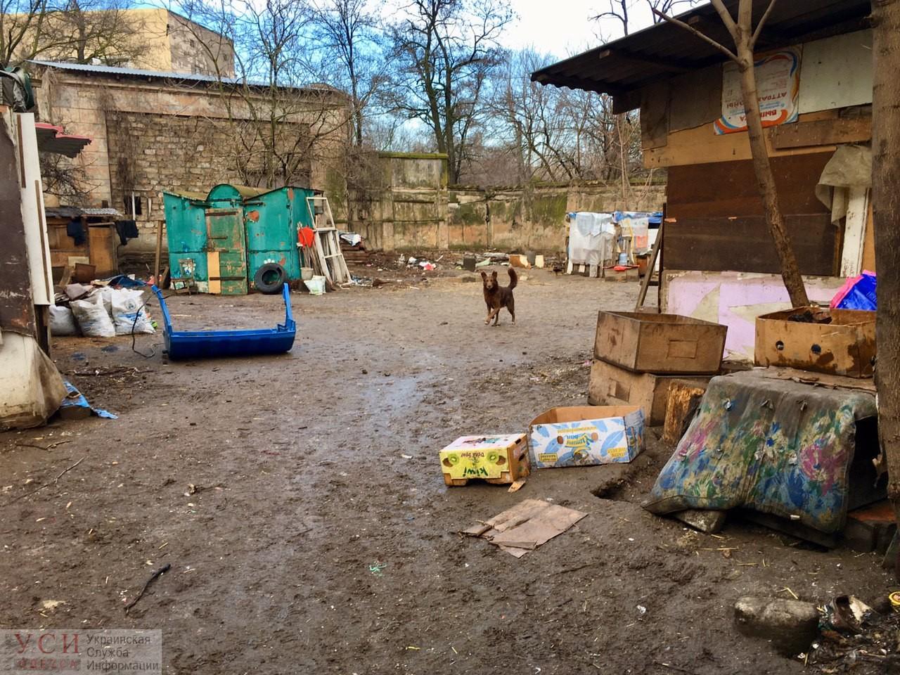 Стаття «Хожу по трамваям, прошу собакам на еду...": реалии приюта в парке Савицкого (фото) Ранкове місто. Київ