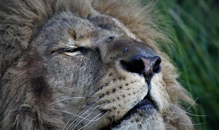 Стаття Як у Південній Африці живе врятований із покровського «зоопарку смерті» лев? ФОТО Ранкове місто. Київ