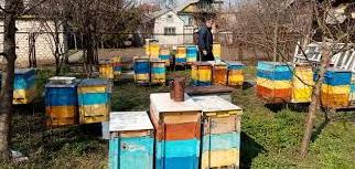 Стаття Бджоляр-атовець на Донбасі розвиває пасіку і мріє відкрити пекарню Ранкове місто. Київ