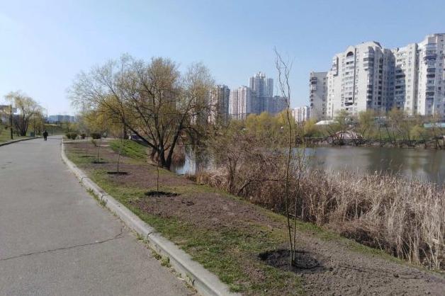 Стаття Зелені легені району: навколо озера Позняки висадили півсотні верб Ранкове місто. Київ
