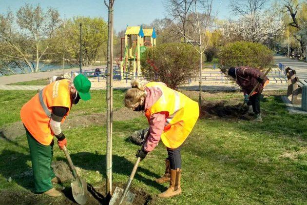 Стаття Аллея диаспор в Русановском парке пополнилась новыми деревьями Ранкове місто. Київ