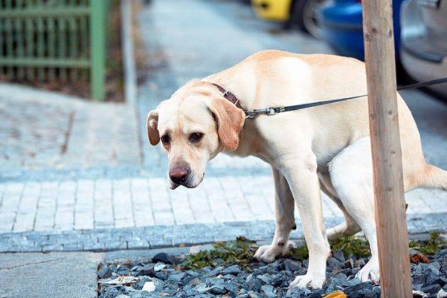 Стаття Кияни хочуть штрафами змусити власників собак прибирати за ними на вулиці Ранкове місто. Київ