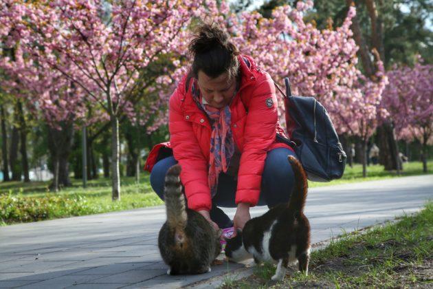 Стаття Як цвітуть сакури. Парк Кіото сьогодні – фото Ранкове місто. Київ