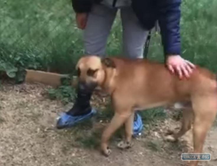 Стаття Зоозащитники взяли под опеку раненого полицейским пса Ранкове місто. Київ