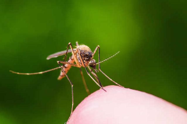 Стаття В Минздраве объяснили украинцам, переносят ли коронавирус мухи и комары Ранкове місто. Київ