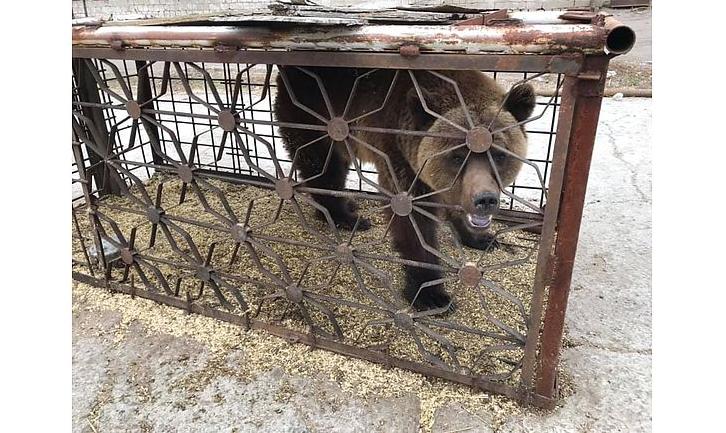 Стаття Врятованих із покровського «зоопарку смерті» звірів хочуть виставити на аукціон Ранкове місто. Київ