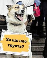 Стаття «На це жахливо дивитись», — у Торецьку невідомі масово труять тварин! 18+ Ранкове місто. Київ