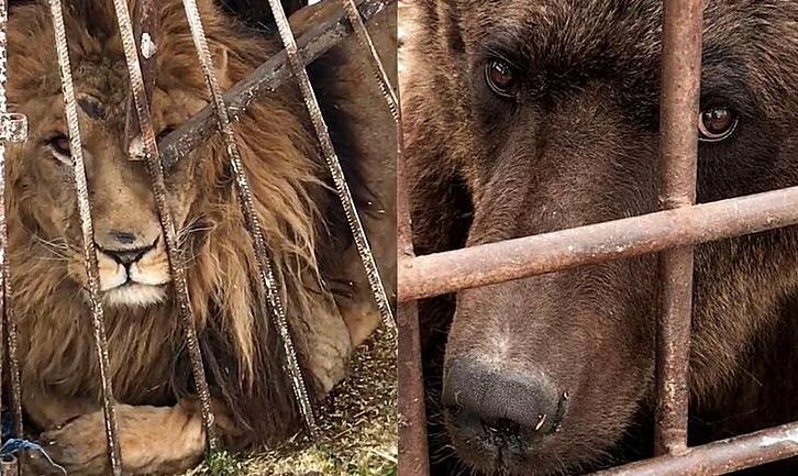 Стаття Волонтери закликають Шмигаля не допустити продажу звірів із покровського «зоопарку смерті» Ранкове місто. Київ