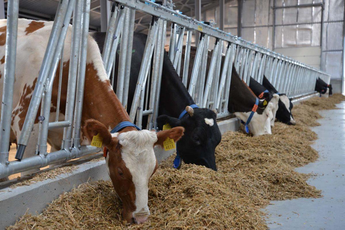 Стаття На Львівщині відкрили п’ять сімейних молочних ферм Ранкове місто. Київ