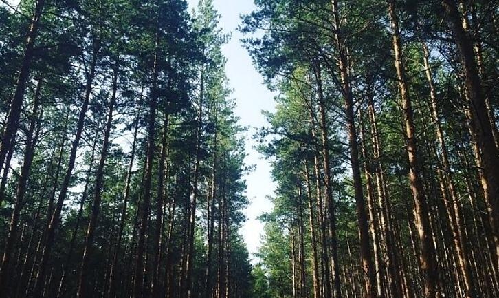 Стаття На Донеччині заборонили відвідувати ліси під час надзвичайної спеки Ранкове місто. Київ