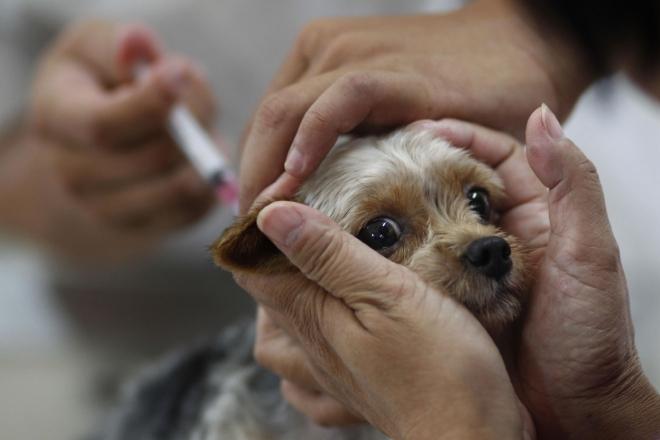 Стаття Безкоштовно вакцинувати тварин від сказу можна на Виноградарі Ранкове місто. Київ