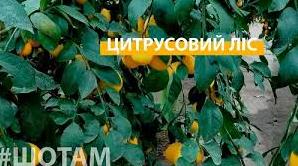 Стаття Лісівники виростили лимонний ліс посеред сосен на Черкащині Ранкове місто. Київ