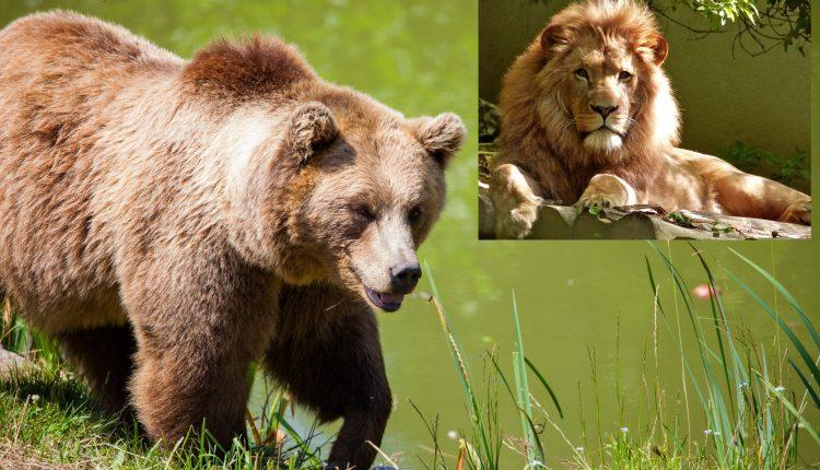 Стаття Конфискованных Минюстом медведей и львов подарили Национальным паркам Ранкове місто. Київ