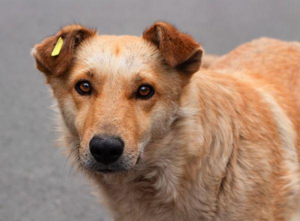 Стаття «Ветеринары без границ» будут стерилизовать бездомных собак в Лисичанске Ранкове місто. Київ