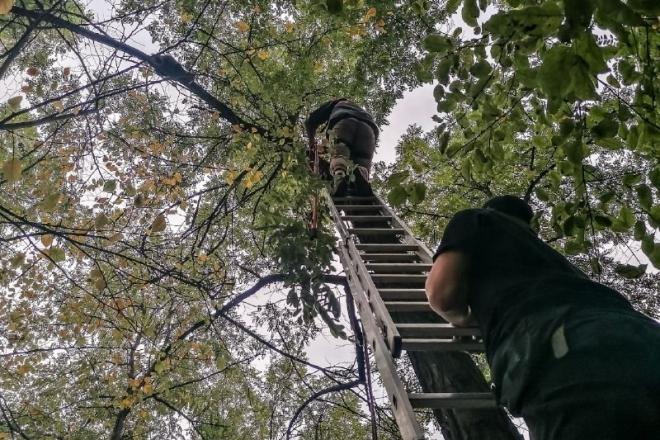 Стаття За кілька днів жовтня столичні рятувальники допомогли зняти з дерев більше 10 котів Ранкове місто. Київ