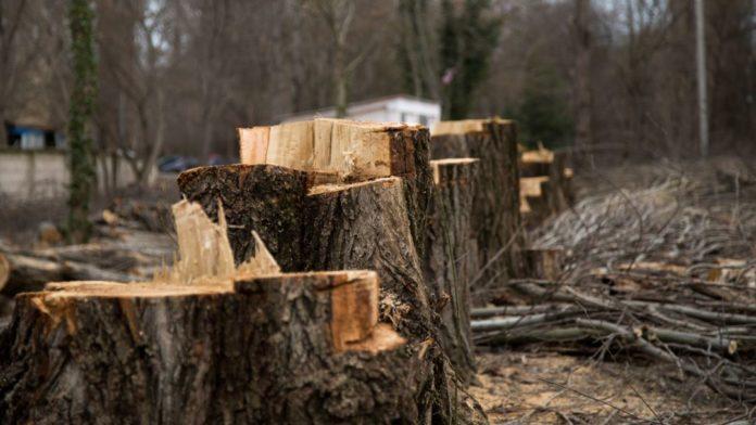 Стаття В оккупированном Севастополе вырубят более ста здоровых деревьев Ранкове місто. Київ