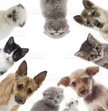 Стаття Всемирный день домашних животных: что это за праздник и почему его отмечают 30 ноября Ранкове місто. Київ