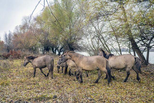 Стаття В дельте Дуная поселили диких лошадей Ранкове місто. Київ