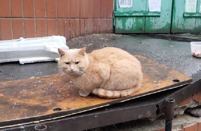 Стаття Тепло кожному. Стихійний котячий притулок зайнявся прилаштуванням тварин Ранкове місто. Київ