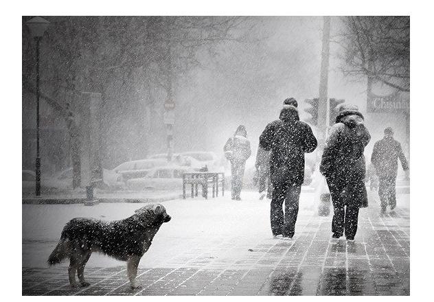 Стаття У Києві запанувала зима – “нічиї” тварини можуть загинути без нашої допомоги! Ранкове місто. Київ
