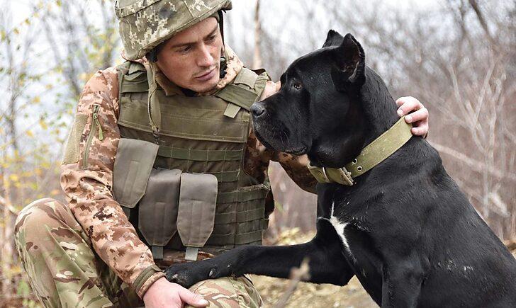 Стаття «Вірні супутники на «нулі», — на Донбасі поруч з військовими служать собаки елітної породи Ранкове місто. Київ