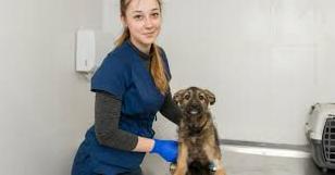 Стаття В Краматорске создадут стерилизационный центр для бездомных животных Ранкове місто. Київ