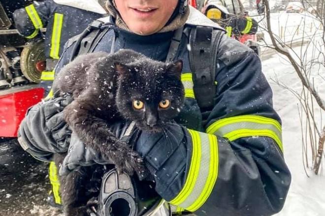 Стаття Пожежники врятували котика з охопленої вогнем квартири Ранкове місто. Київ