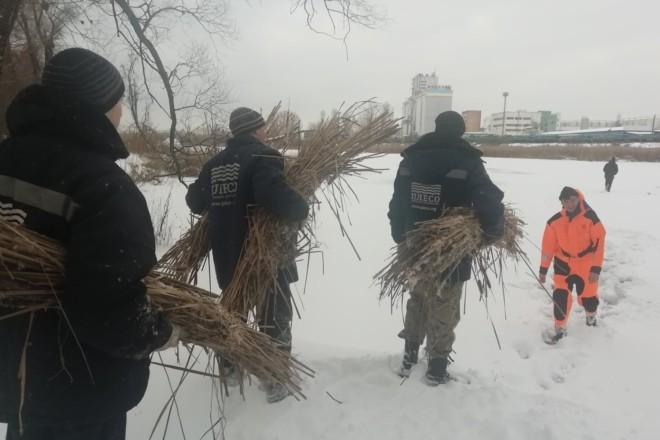 Стаття Ополонки і снопи – на столичних озерах рятують рибу від задухи Ранкове місто. Київ